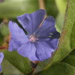 Plumbago rampant - Ceratostigma