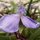 tradescantia