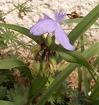 Tradescantia x andersoniana - Ephémère de Virginie