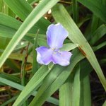 Tradescantia x andersoniana - Ephémère de Virginie