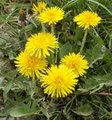 Pissenlit - Taraxacum officinale