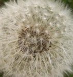 Pissenlit - Taraxacum officinale