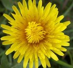 Pissenlit - Taraxacum officinale