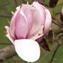 Magnolia x soulangeana 'Alexandrina'