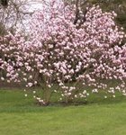 Magnolia x soulangeana 'Alexandrina'