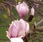 Magnolia x soulangeana 'Alexandrina'