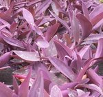 Misère pourpre - Setcreasea purpurea - Tradescantia pallida 'Purpurea'