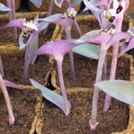 Misère pourpre - Setcreasea purpurea - Tradescantia pallida 'Purpurea'