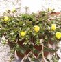Pourpier à grandes fleurs - Portulaca grandiflora 