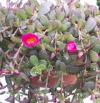 Pourpier à grandes fleurs - Portulaca grandiflora 