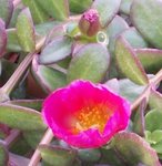 Pourpier à grandes fleurs - Portulaca grandiflora 