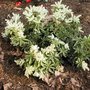 Pieris japonica 'Little Heath' - Andromède