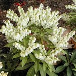 Pieris japonica 'Little Heath' - Andromède