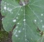 Oïdium sur courge - Maladie du blanc