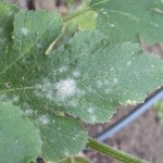 Oïdium sur courge - Maladie du blanc