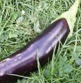 Aubergine - Solanum melongena