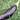 Aubergine - Solanum melongena