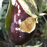 Aubergine - Solanum melongena