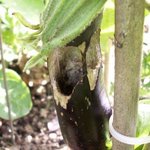 Aubergine - Solanum melongena