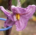 Aubergine - Solanum melongena