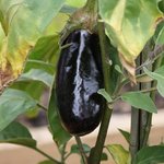 Aubergine - Solanum melongena