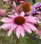 Echinacée pourpre - Echinacea purpurea