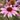 Echinacée pourpre - Echinacea purpurea