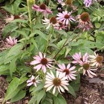 Echinacée pourpre - Echinacea purpurea