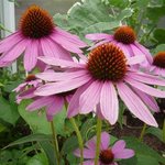 Echinacée pourpre - Echinacea purpurea