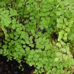 Capillaire - Cheveu-de-Vénus - Adiantum raddianum - Fougère