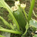 Courgette