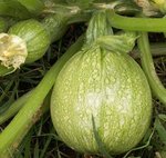 Courgette 'Ronde de Nice'