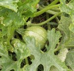 Courgette 'Ronde de Nice'