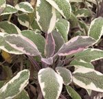 Sauge officinale 'Tricolor' - Salvia officinalis