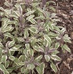 Sauge officinale 'Tricolor' - Salvia officinalis