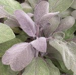 Sauge officinale 'Purpurascens' - Salvia officinalis