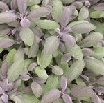 Sauge officinale 'Purpurascens' - Salvia officinalis