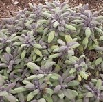 Sauge officinale 'Purpurascens' - Salvia officinalis