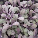 Sauge officinale 'Purpurascens' - Salvia officinalis