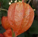 Amour-en-cage - Physalis - Coqueret du Pérou - Lanterne japonaise ou chinoise