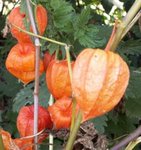 Amour-en-cage - Physalis - Coqueret du Pérou - Lanterne japonaise ou chinoise