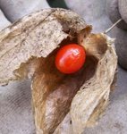 Amour-en-cage - Physalis - Coqueret du Pérou - Lanterne japonaise ou chinoise