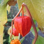 Amour-en-cage - Physalis - Coqueret du Pérou - Lanterne japonaise ou chinoise