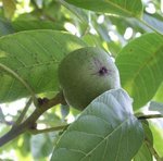 Noyer - Noix - Juglans regia