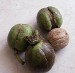 Noyer - Noix - Juglans regia