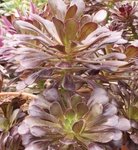 Aeonium arboreum