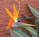 Oiseau du paradis - Strelitzia reginae