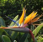 Oiseau du paradis - Strelitzia reginae