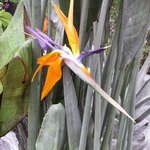 Oiseau du paradis - Strelitzia reginae