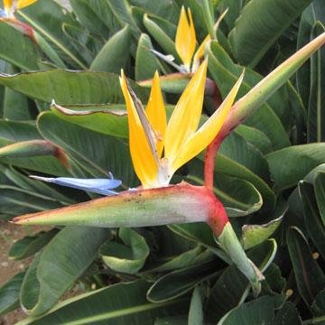 Oiseau Du Paradis Strelitzia Reginae